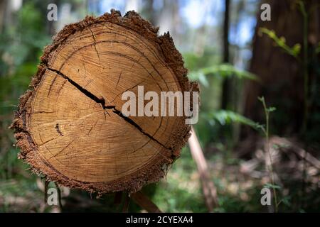 Bois scié dans la forêt Banque D'Images