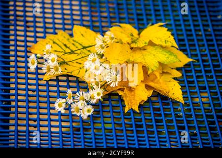bouquet de feuilles de couleur automnale avec fleurs sur un bleu grille Banque D'Images