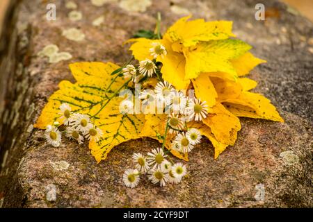 bouquet de feuilles de couleur automnale avec fleurs Banque D'Images