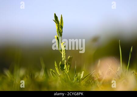 Belles impressions et paysage dans les temps de corona Banque D'Images