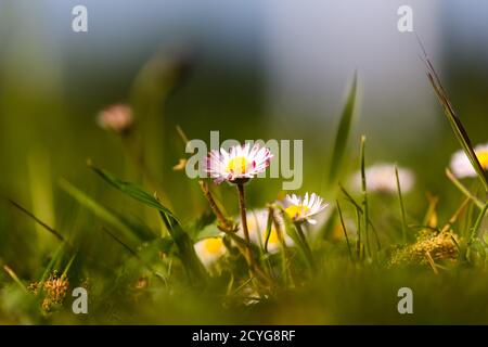 Belles impressions et paysage dans les temps de corona Banque D'Images