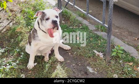 Drôle beau champion mâle anglais Alapakh bulldog assis dans la rue Banque D'Images