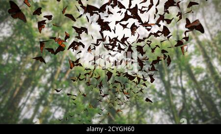 Groupe de papillons monarques, Danaus plexippus essaim volant à travers une forêt Banque D'Images