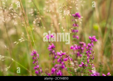 Heather (Calluna vulgaris) gros plan et herbes, Wass Bank Wood, North Yorkshire, Angleterre Banque D'Images