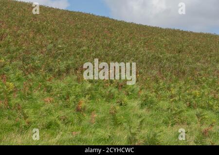 Wild Bracken (Pteridium), qui se transforme en brun et se meurt de nouveau en automne dans le parc national d'Exmoor, dans le Somerset rural, en Angleterre, au Royaume-Uni Banque D'Images
