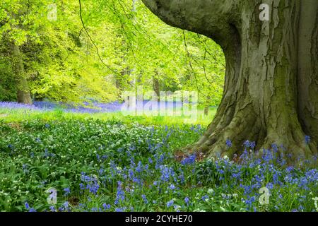 Bluebells à Thorp Perrow Arboretum près de Bedale dans le Yorkshire Dales Banque D'Images