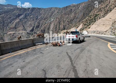 Le singe dans les montagnes de l'Arabie Saoudite Banque D'Images