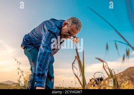 Le vieil homme est en chemise à carreaux bleue et un Jean qui labourent le sol de son jardin avec une houe Banque D'Images