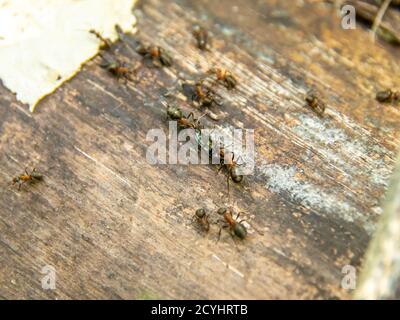 deux fourmis de forêt traînant un coléoptère, foyer sélectif Banque D'Images