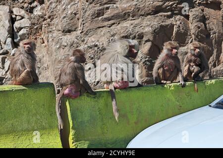 Le singe dans les montagnes de l'Arabie Saoudite Banque D'Images