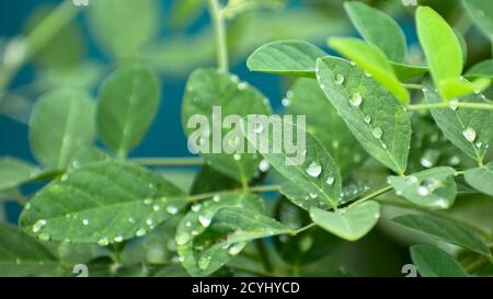 La pluie tombe sur les feuilles de Clitoria ternatea Banque D'Images