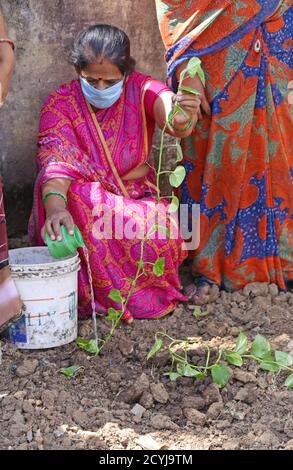 Beawar, Rajasthan, Inde, 2 octobre 2020: Un ouvrier Anganwadi plante un prélèvement dans un pothole à l'occasion du 151e anniversaire de naissance de Mahatma Gandhi, à Beawar. Crédit : Sumit Saraswat/Alay Live News Banque D'Images