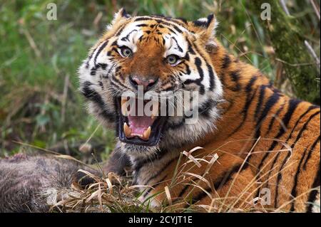 Tigre de Sibérie, Panthera tigris altaica, des profils avec un Kill, grondant en attitude de défense Banque D'Images