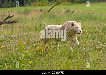 Lion blanc, panthera leo Krugensis, Homme Banque D'Images