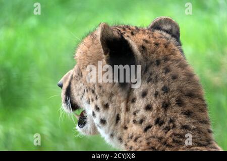 Guépard adulte (Acinonyx jubatus) vue loin dans les jardins zoologiques cage. Animal sauvage, faune africaine, féline, chat sauvage dans l'enceinte du zoo Banque D'Images