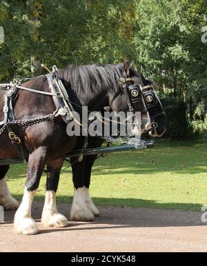 Deux magnifiques chevaux Shire dans un harnais jumelé. Banque D'Images