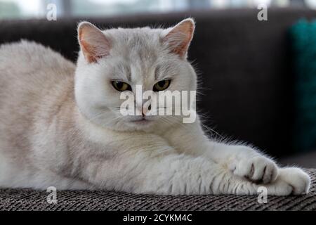 Gros plan chat, british shorthair argent ombré assis sur un canapé. Banque D'Images