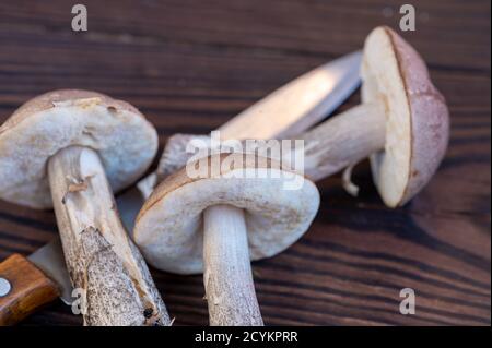 Couper de jeunes champignons boletus et un couteau avec une poignée en bois sur fond en bois, gros plan, mise au point sélective. Récolte d'automne, cadeaux de la nature Banque D'Images