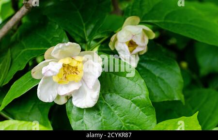 Suédois chinois - Calycanthus chinensis dans la botanique en Pologne. Gros plan. Banque D'Images