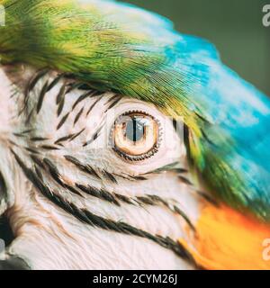 Pupille oculaire de Macaw bleu et jaune également connue sous le nom de Macaw bleu et or. Oiseau sauvage Banque D'Images