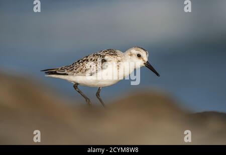 Sanderling (Calidris alba), Wader, sur la côte rocheuse, Andalousie, Espagne. Banque D'Images