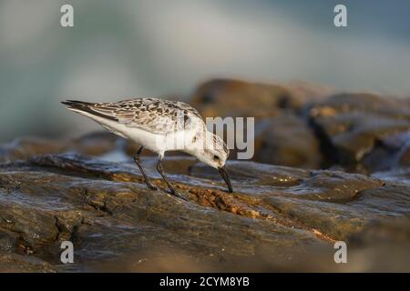 Sanderling (Calidris alba), Wader, sur la côte rocheuse, Andalousie, Espagne. Banque D'Images