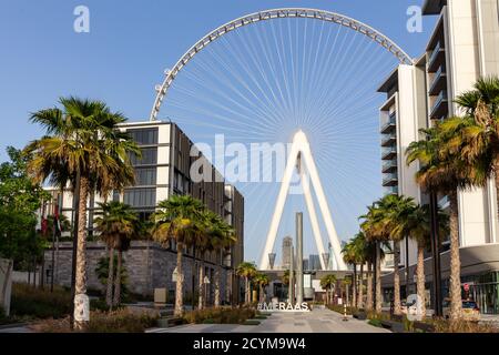 Dubaï, Émirats arabes Unis, 06/09/20. Dubai Eye (Ain Dubai by Meraas) la plus grande grande grande grande grande grande grande grande grande roue au monde, avec les premières cabines de passagers installées et les palmiers autour. Banque D'Images