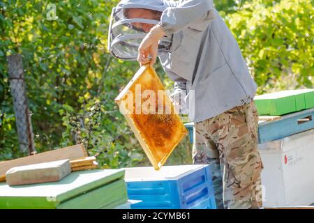 l'apiculteur fait glisser les abeilles du cadre, unifiant la famille des abeilles et met le cadre avec les cellules de la reine dans l'apier. Apiculture. Costume de protection gris pour gardien de perches Banque D'Images