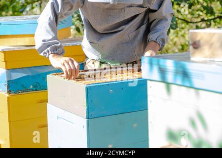 Apiculteur travaille avec des abeilles et des ruches sur l'apiaire. Abeilles en nid d'abeille. Cadres de ruche d'abeille. Apiculture. Miel. Banque D'Images