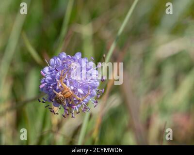 Xysticus aka Crab Spider, Royaume-Uni. Chasse aux proies. Banque D'Images