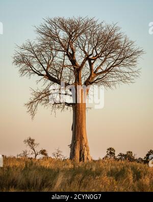 Baobabs solitaires stand dans le désert du Botswana Banque D'Images