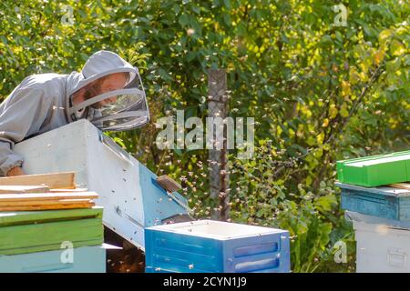 l'apiculteur porte l'unité de ruche de la mousse de polystyrène. Travail d'été sur le stand de ruche pour la récolte du miel. Expansion des colonies d'abeilles Banque D'Images