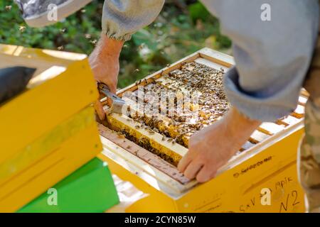 le apiculteur supervise la production de miel dans l'abeille. Cadres en bois visibles. Les cadres sont recouverts d'un essaim d'abeilles. Le apiculteur garde l'apiculture Banque D'Images