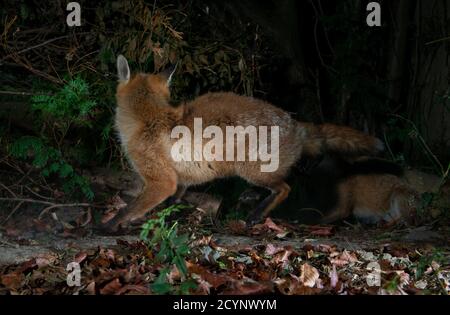 Un renard rouge la nuit se détournant de l'appareil photo sur le point de courir rond recourbé vers l'extérieur Banque D'Images