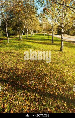 Parc avec allée de bouleau et sentier. Belle scène au début de l'automne. Saisons, nature et parcs. Banque D'Images