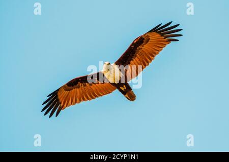 Brahminy kite (Haliatur indus), commune ici en raison de la tremblante du poisson à la plage de Kizhunna sur la côte du Kerala Nth; Kannur, Kerala, Inde Banque D'Images