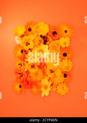Fleurs orange et jaune sur fond orange. Banque D'Images