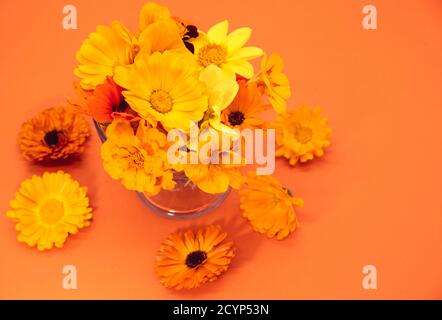 Fleurs orange vif dans un vase bleu sur fond orange. Banque D'Images