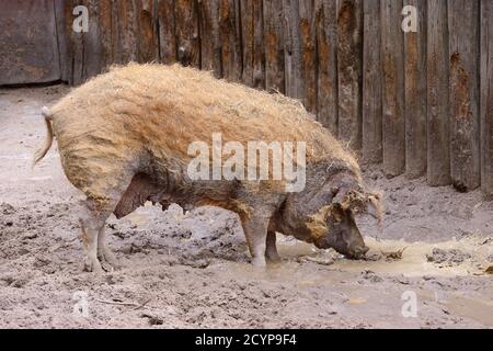 Cochon sale adulte dans un porcin Banque D'Images