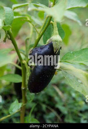Fruits d'aubergine poussant dans le jardin Banque D'Images