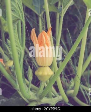 Citrouille de Bush avec fleur sur branche Banque D'Images