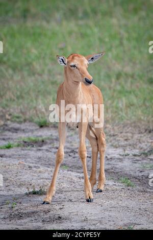 Veau de Topi (Damaliscus korrigum) au Kenya, en Afrique Banque D'Images