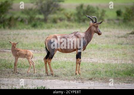 Femelle Topi (Damaliscus korrigum) avec veau au Kenya, en Afrique Banque D'Images