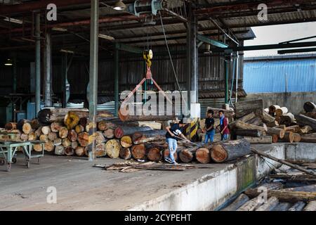 Point d'alimentation d'une usine de contreplaqué à Sandakan, en Malaisie: Les grumes de bois après avoir été levées hors de l'étang de bois, ont été alimentées dans la machine à éplucher le placage Banque D'Images