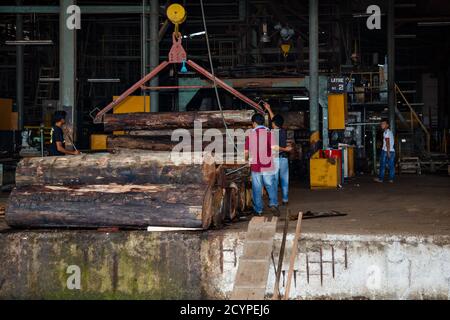 Point d'alimentation d'une usine de contreplaqué à Sandakan, en Malaisie: Les grumes de bois après avoir été levées hors de l'étang de bois, ont été alimentées dans la machine à éplucher le placage Banque D'Images