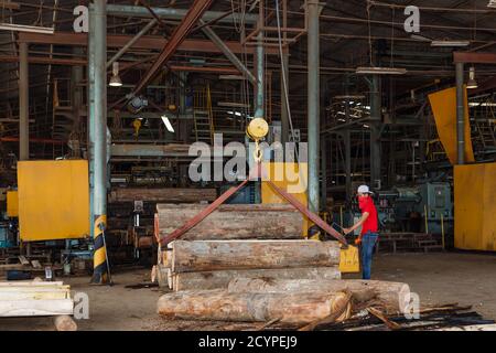 Point d'alimentation d'une usine de contreplaqué à Sandakan, en Malaisie: Les grumes de bois après avoir été levées hors de l'étang de bois, ont été alimentées dans la machine à éplucher le placage Banque D'Images