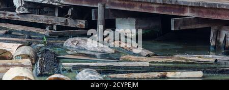 Un Monitor Lizard (nom d'espèce: Varanus salvator), nom local 'Biawak', repose sur un bois de charpente dans l'étang de rondins d'une usine de contreplaqué à Sandakan Banque D'Images