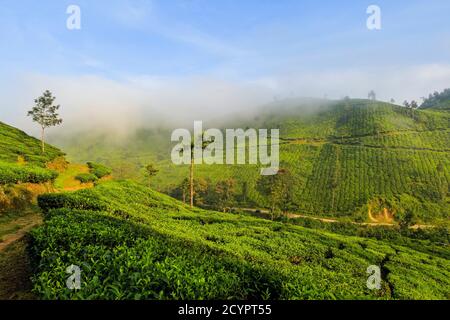 Brume matinale à l'aube au domaine de thé Lakshmi dans les collines de Kannan Devan à l'ouest de Munnar, la principale zone de culture du thé. Lakshmi, Munnar, Kerala, Inde Banque D'Images