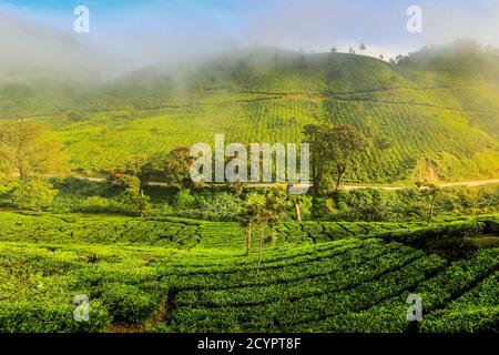 Brume matinale à l'aube au domaine de thé Lakshmi dans les collines de Kannan Devan à l'ouest de Munnar, la principale zone de culture du thé. Lakshmi, Munnar, Kerala, Inde Banque D'Images