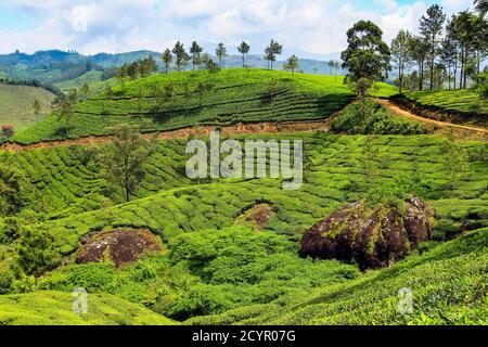 Le Tea bush couvrait les pentes du domaine de thé de Lakshmi dans les collines de Kannan Devan à l'ouest de Munnar, la principale région de culture du thé; Lakshmi, Munnar, Kerala, Inde Banque D'Images